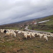 CASTILLA Y LEÓN SABE A LECHAZO