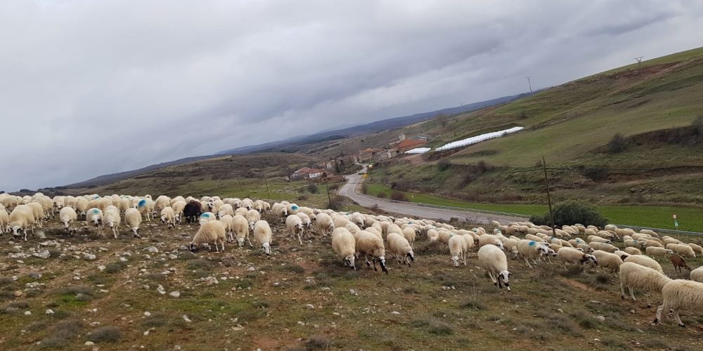 CASTILLA Y LEÓN SABE A LECHAZO